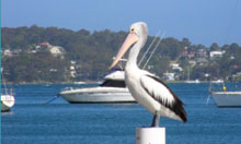 lake macquarie views